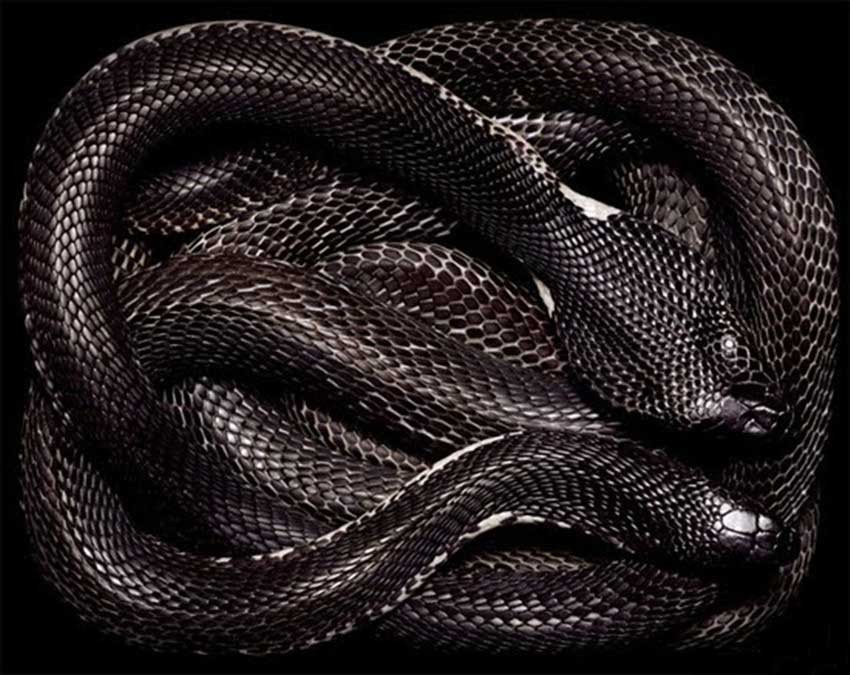 Deadly Snake Wallpaper All About World Tattoo Design