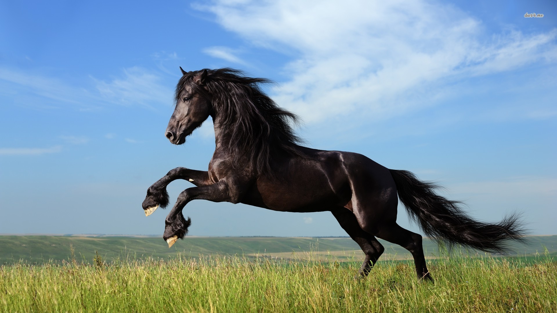 Pics Photos Black Horse Running Wallpaper For Desktop