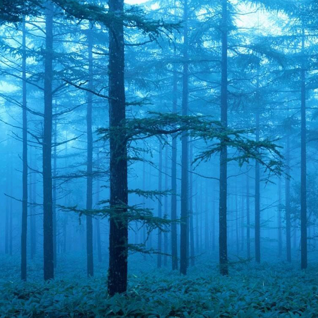 Foggy Forest iPad Background Best Wallpaper