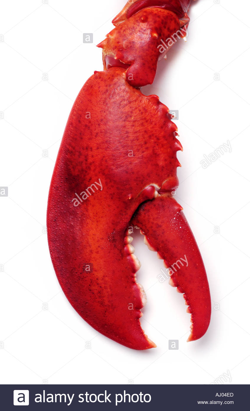 Lobster Claw On White Background Stock Photo