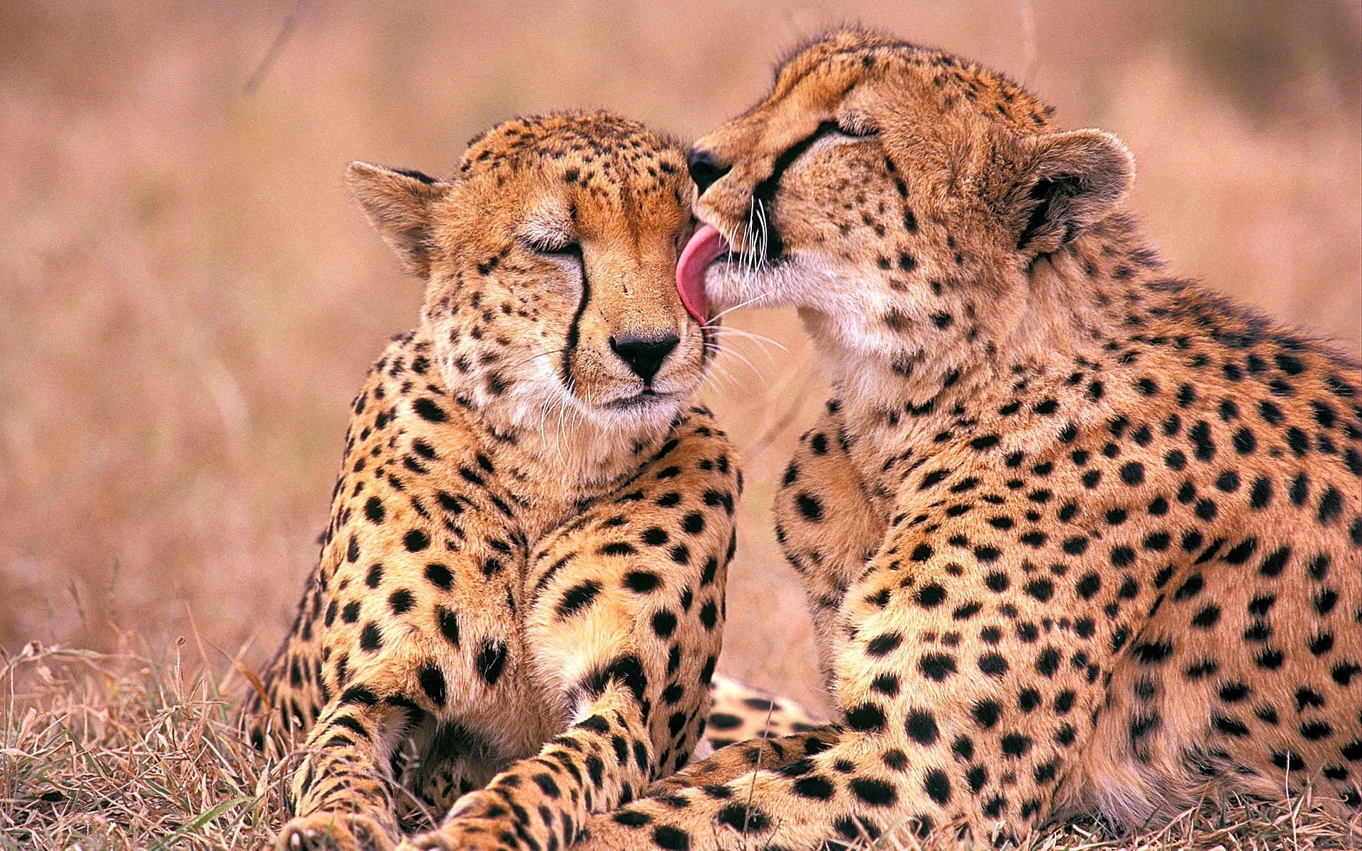 South African Cheetahs Wallpaper HD