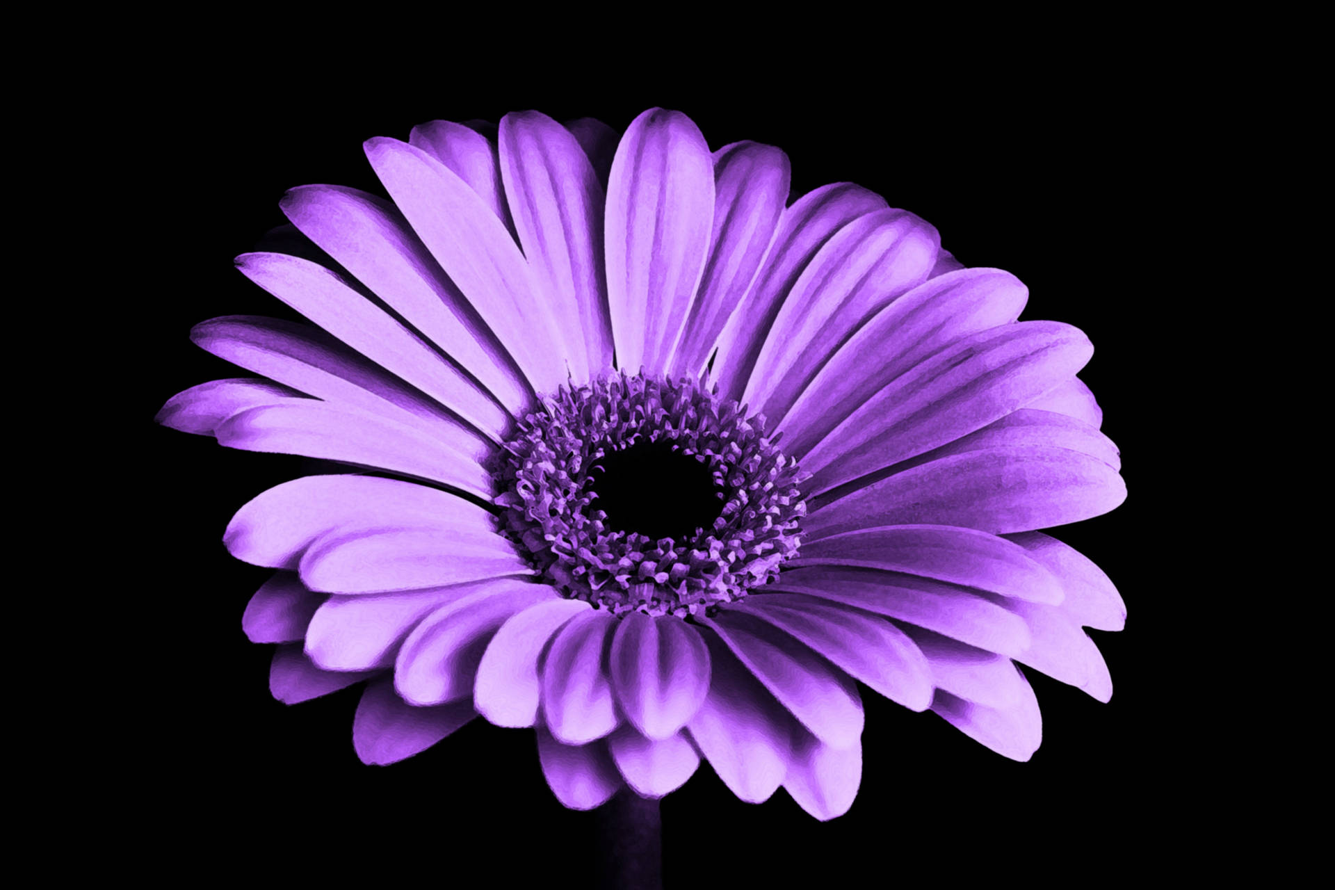 Purple Flower Desktop Wallpaper