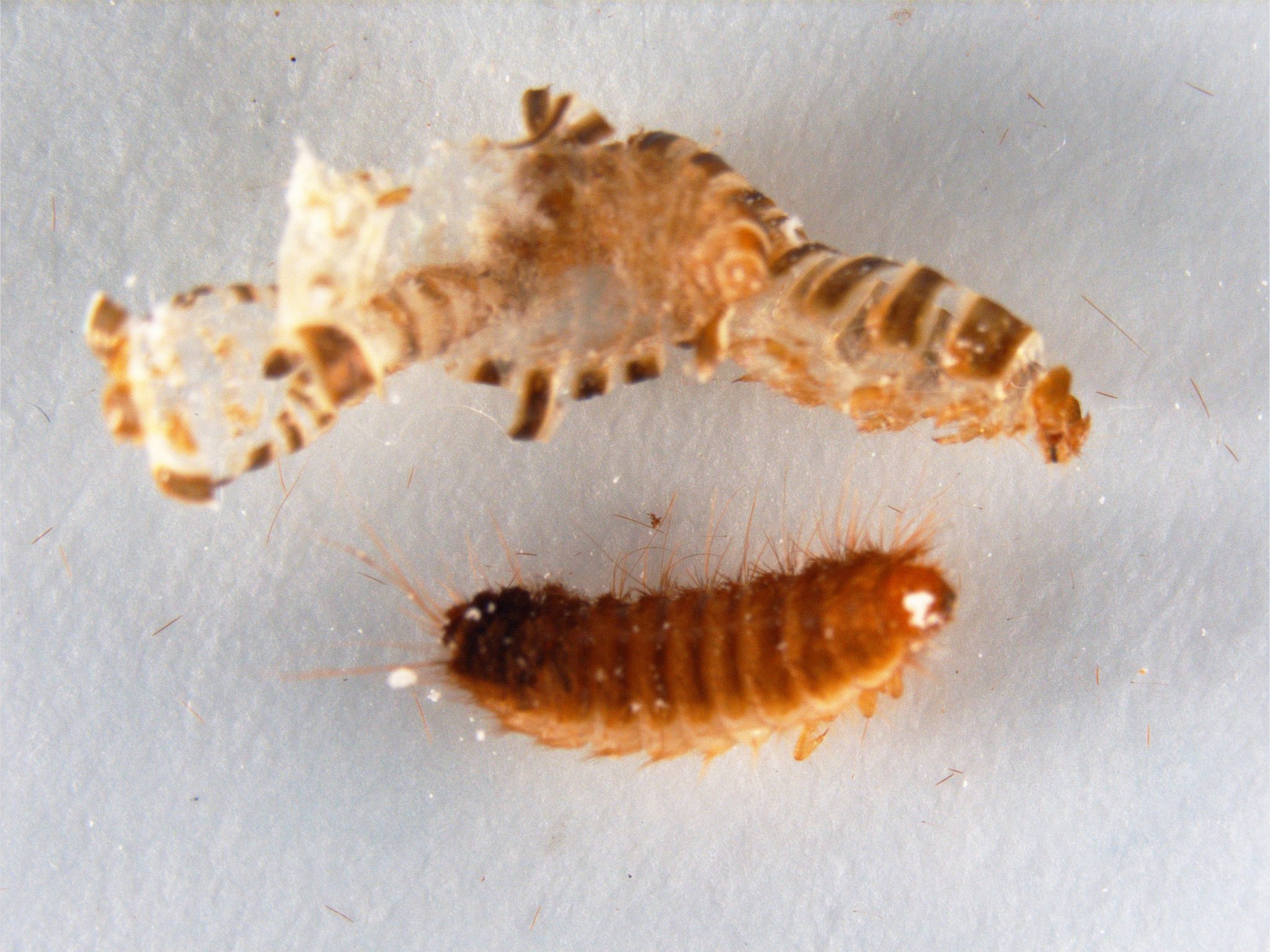 Carpet Beetle Where Do They Come From At Annetta Boucher Wallpaper