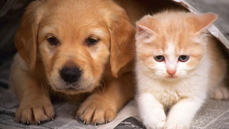 Cats Animals Dogs Puppies Kittens Wallpaper HD