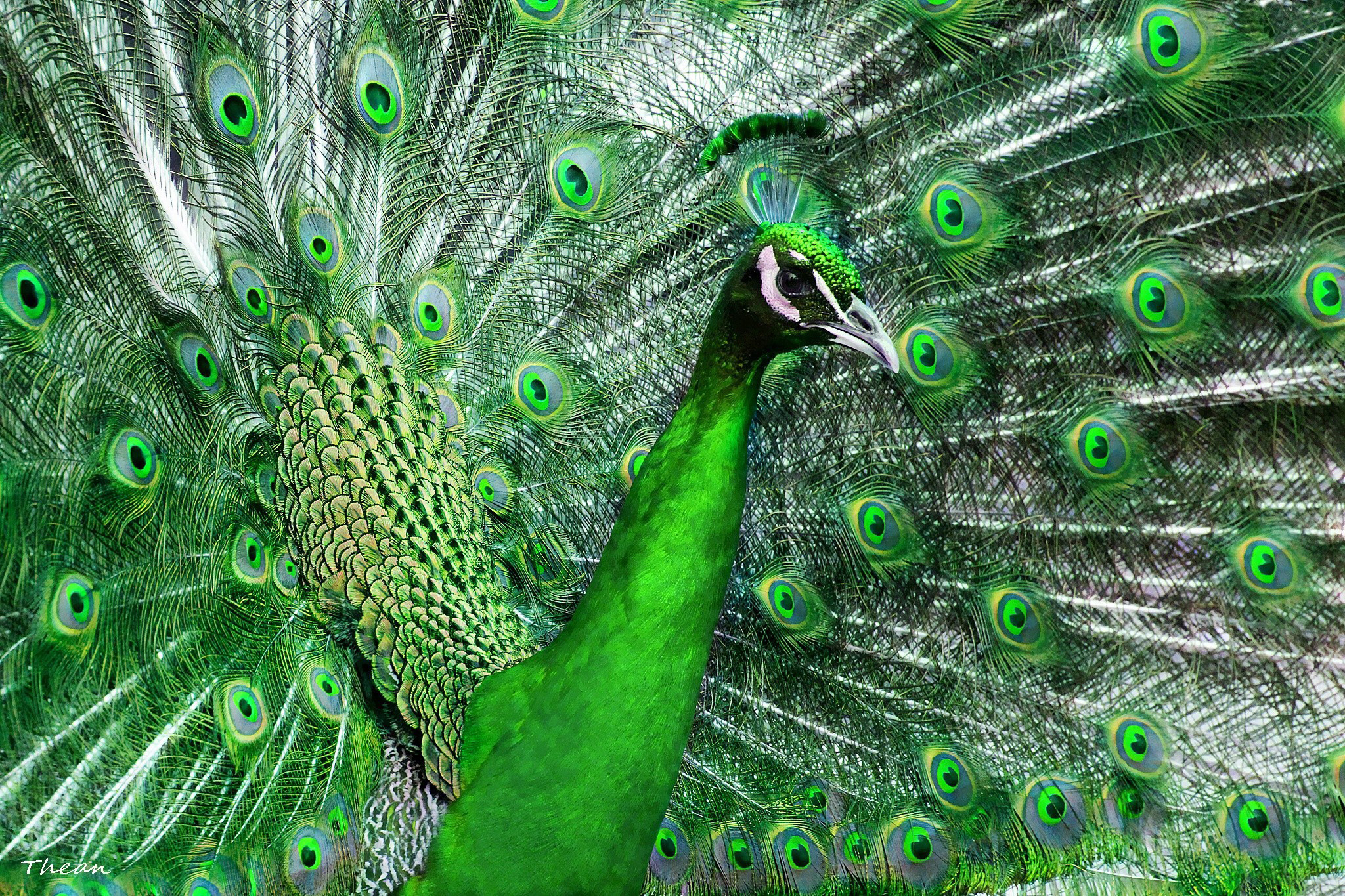 Peafowl Puter Wallpaper Desktop Background