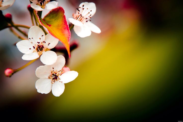 Apple Blossom Flowers iPhone Wallpaper Pint