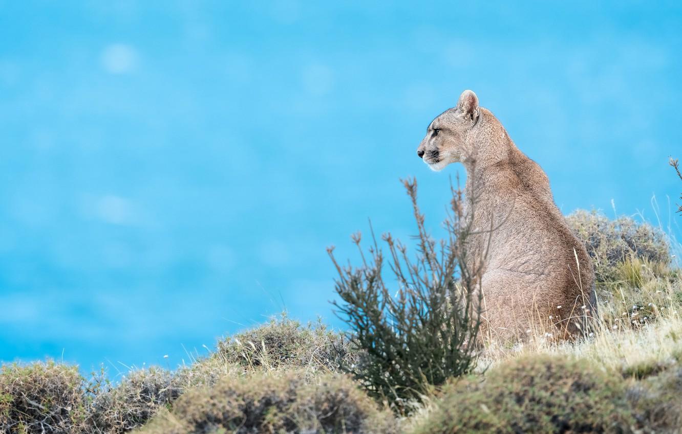 Wallpaper Profile Sitting Puma Blue Background Cougar Image