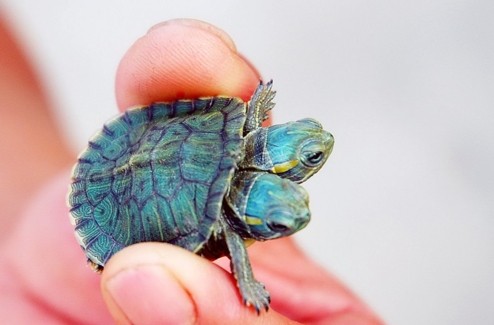 Baby Turtle Wallpaper