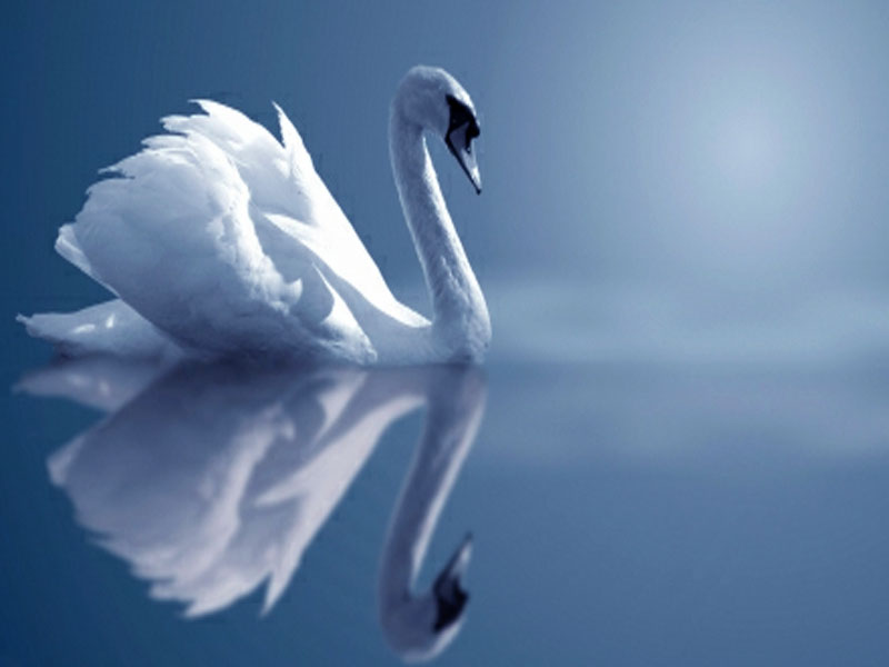 Swan Reflection Pc Wallpaper HD