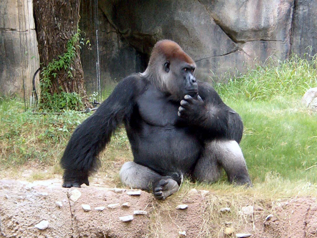 1080p gorilla image