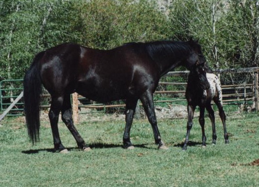 Appaloosa Horse Black Beautiful