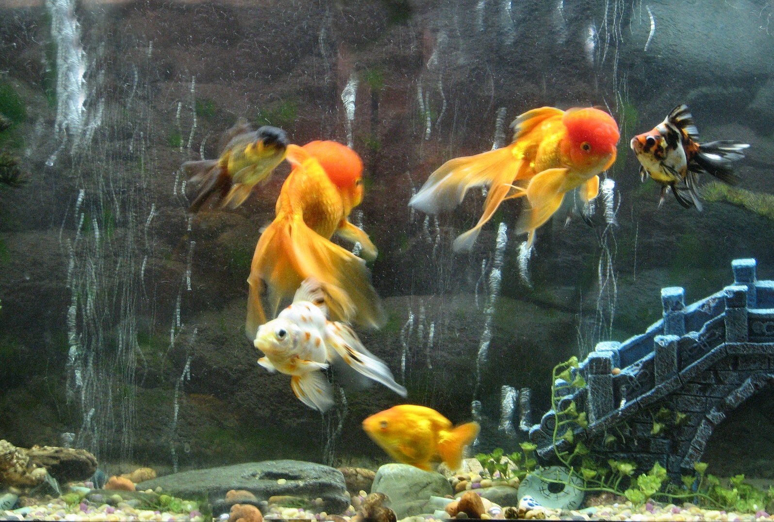 Fish Tank HD Desktop Wallpaper In