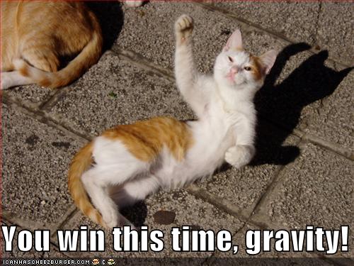 Lolcats Widescreen Wallpaper
