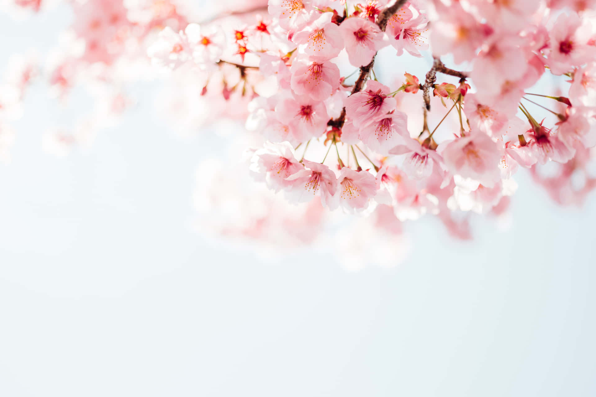 Pink Cherry Blossom Wallpaper