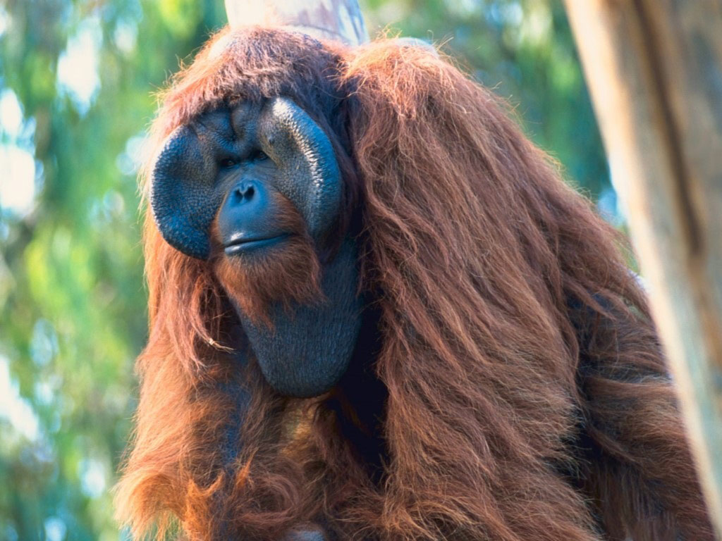 Where Is Wallpaper Orangutan