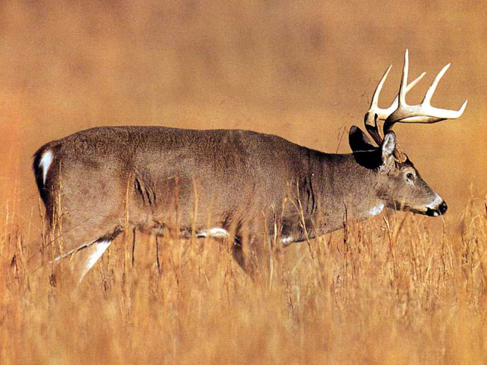 Pin Whitetail Deer Puter Wallpaper