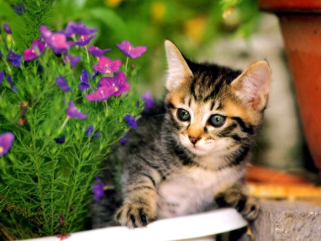 Cute Cat Wallpaper For Mobile Kitten Flowers Desktop