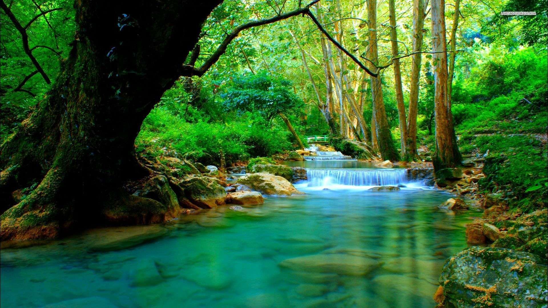 Forest River Wallpaper Top Background