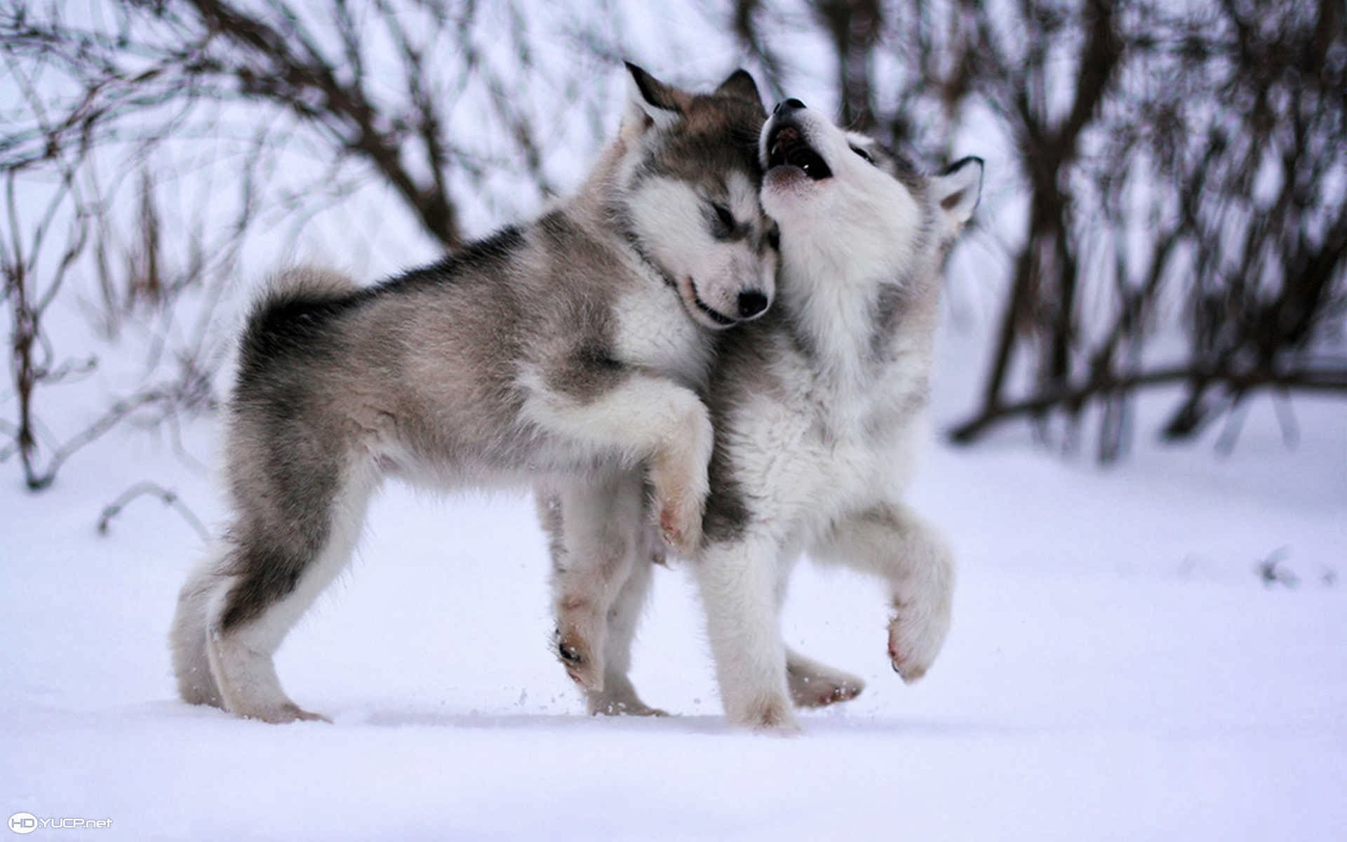 Alaskan Malamute Puppies Dogs Cute HD Wallpaper