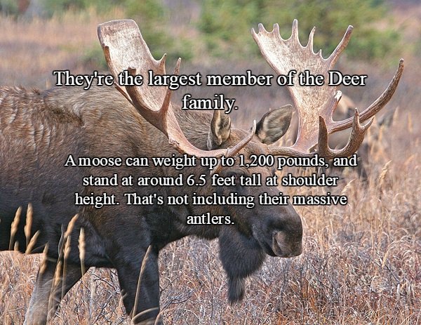 Things To Know About The Almighty Moose Photos Thechive