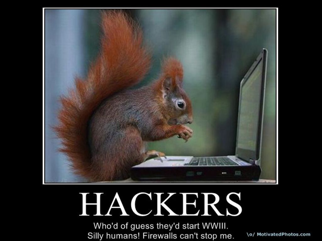  Squirrel Hacker The Free Wallpaper 1024x768 Full HD Wallpapers