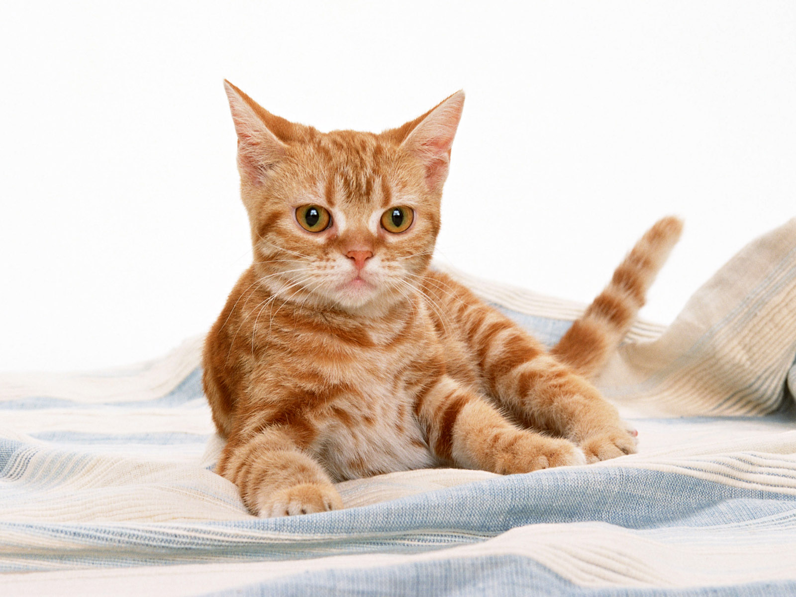 Animal Wallpaper Cat