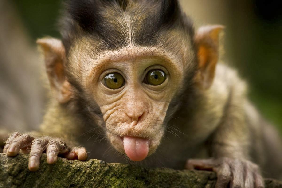 Cute Monkeys HD Wallpaper Background Image