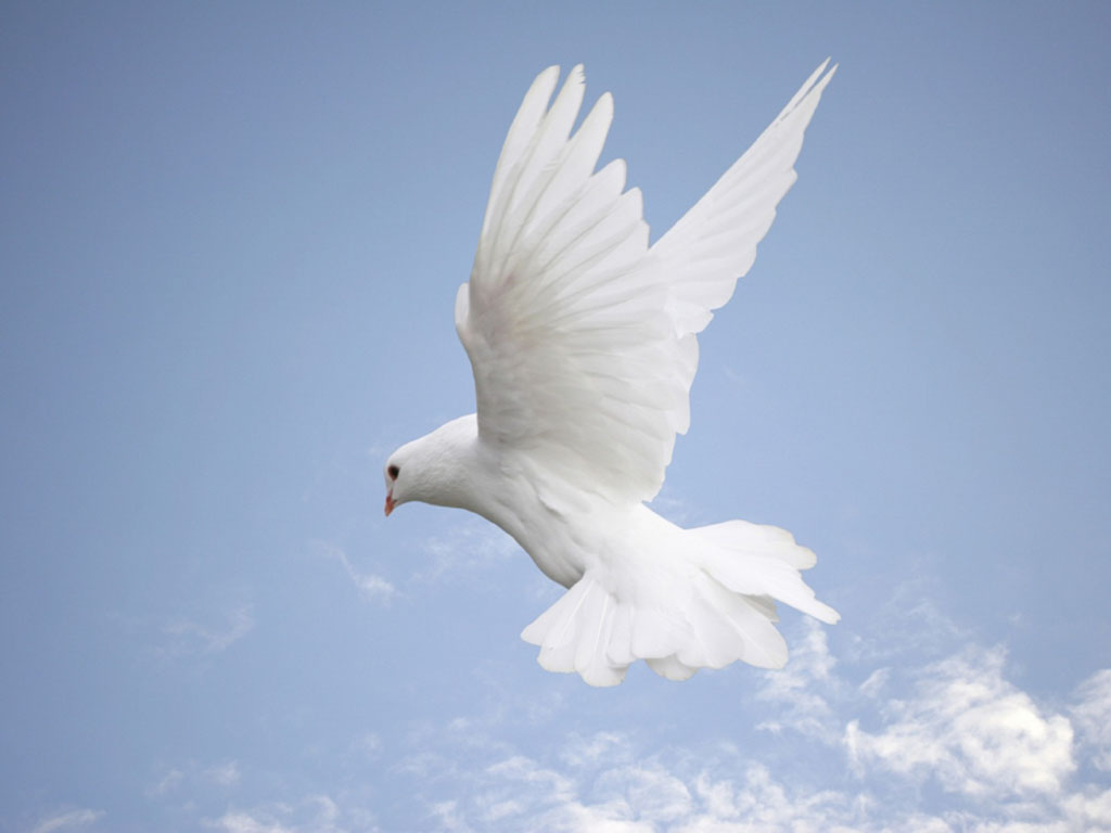  White Dove Wallpapers Backgrounds Paos Images and Pictures for 1024x768