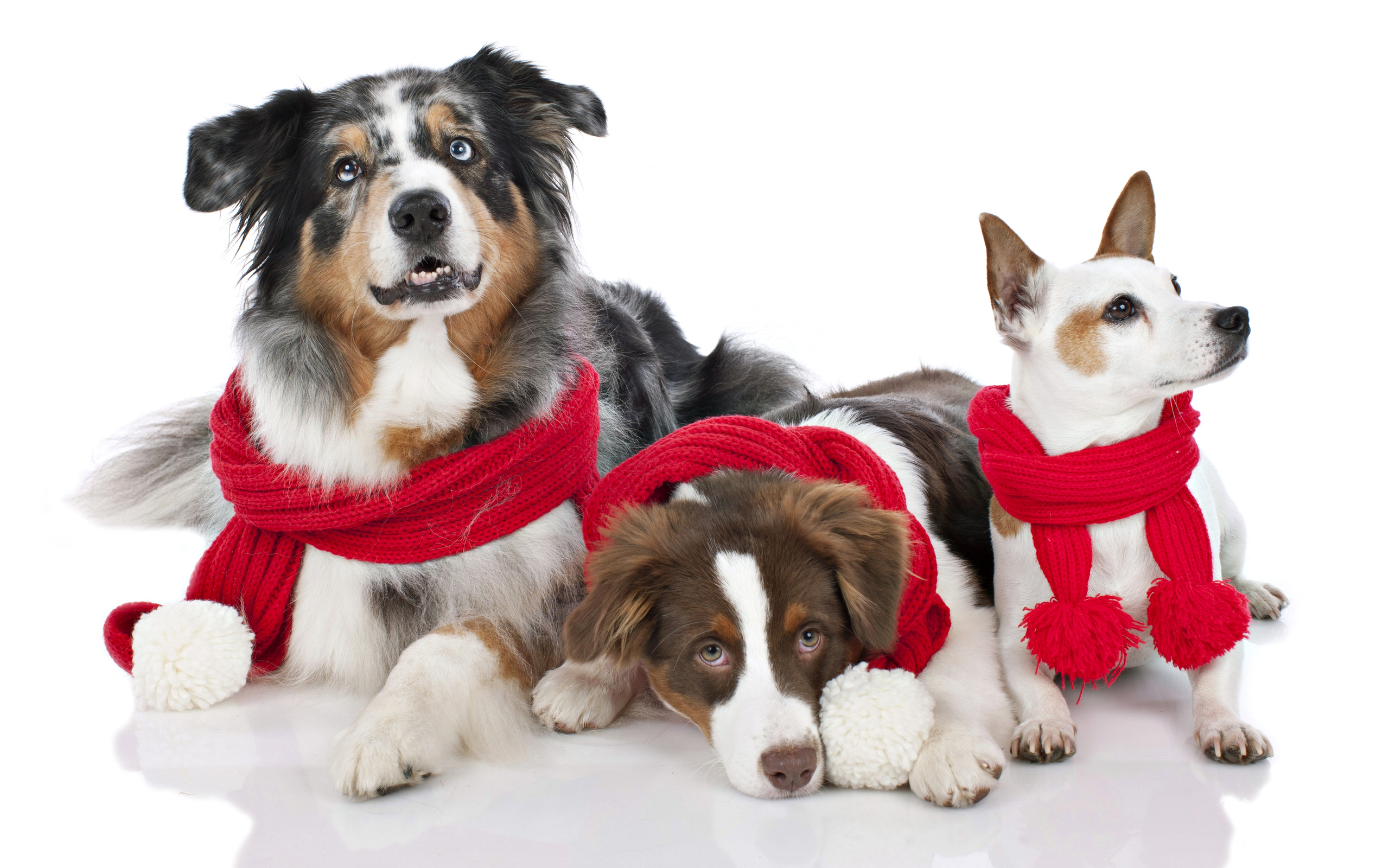 Animal Dogs Look Merry Christmas Red Cowl Puppy Photo Wallpaper