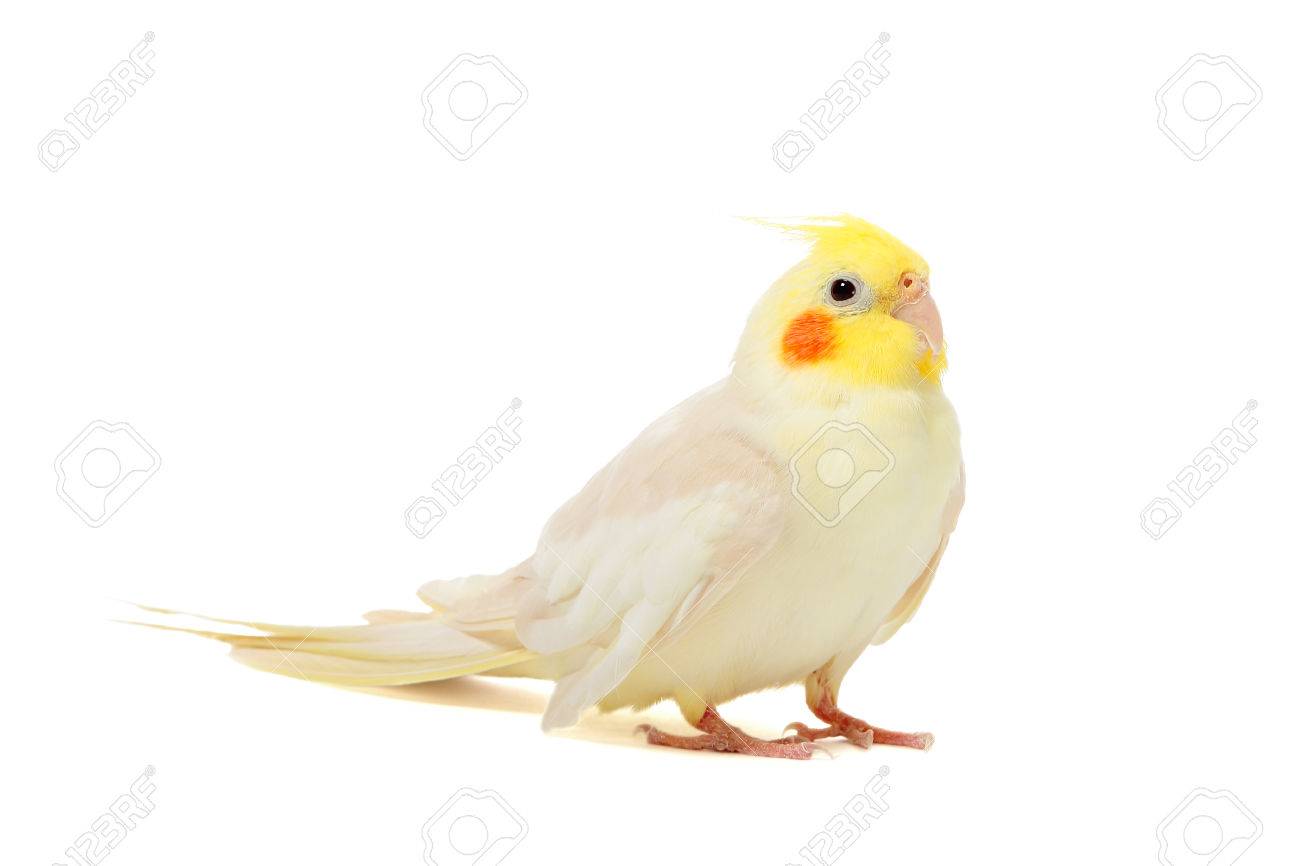 Portrait Of Parrot Cockatiel On White Background Stock Photo