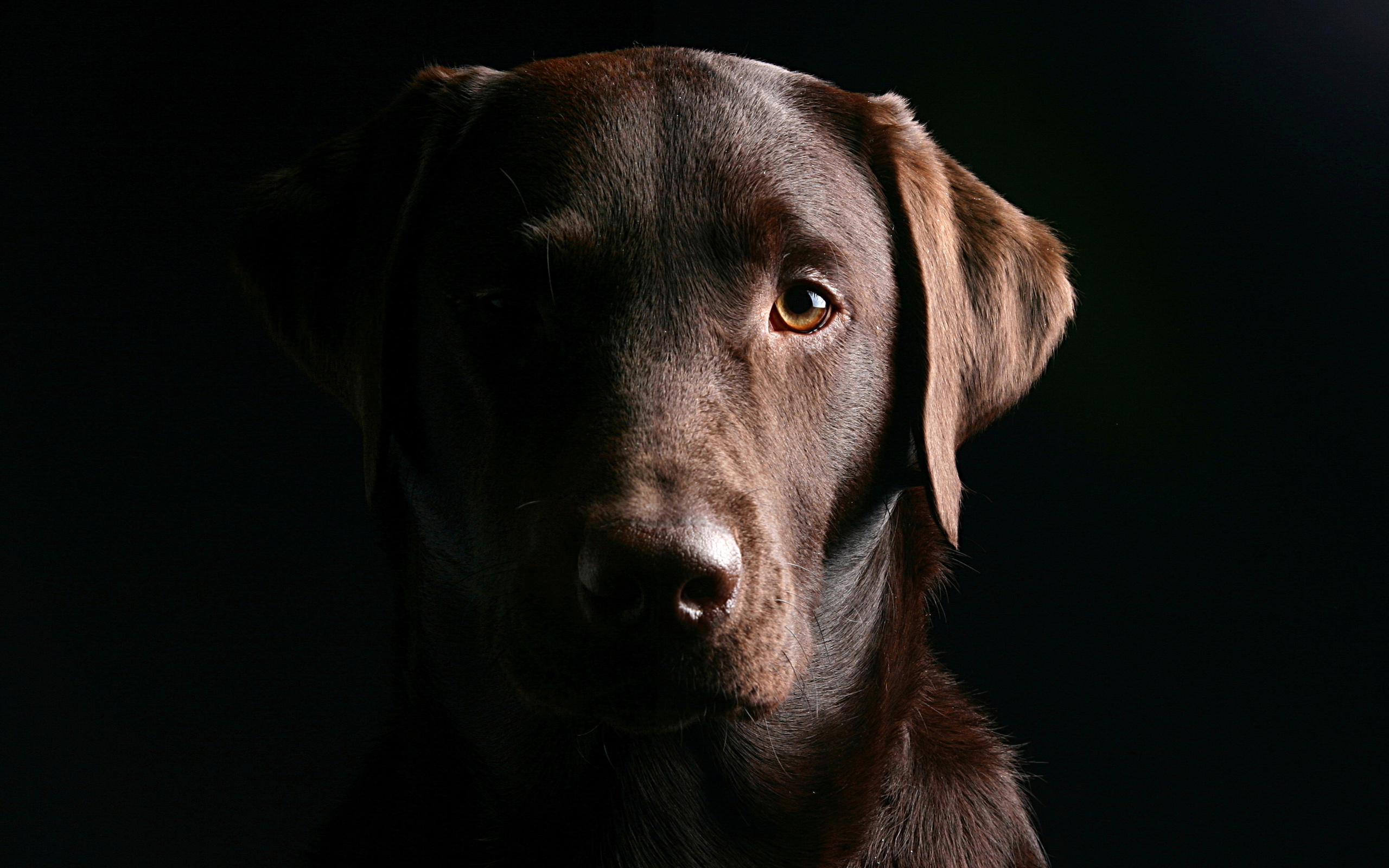 Muzzle Labrador Dog Black Background