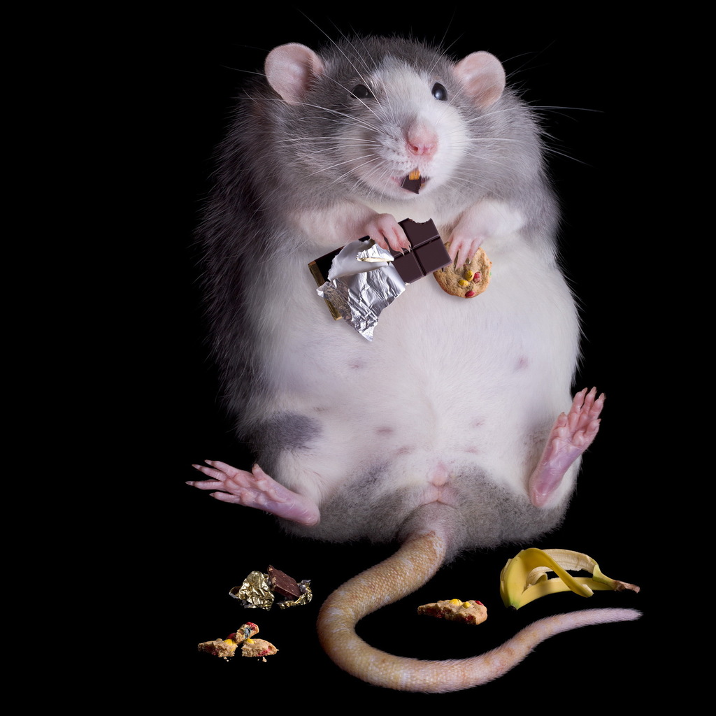 Funny Rat Wallpaper Magz