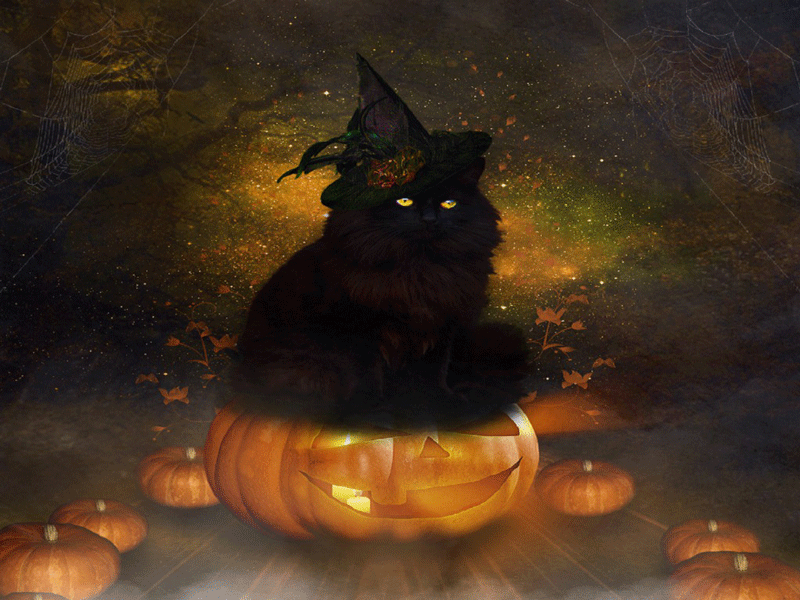 Black Cat by Kajenna  Halloween cat Black cat halloween Cat art