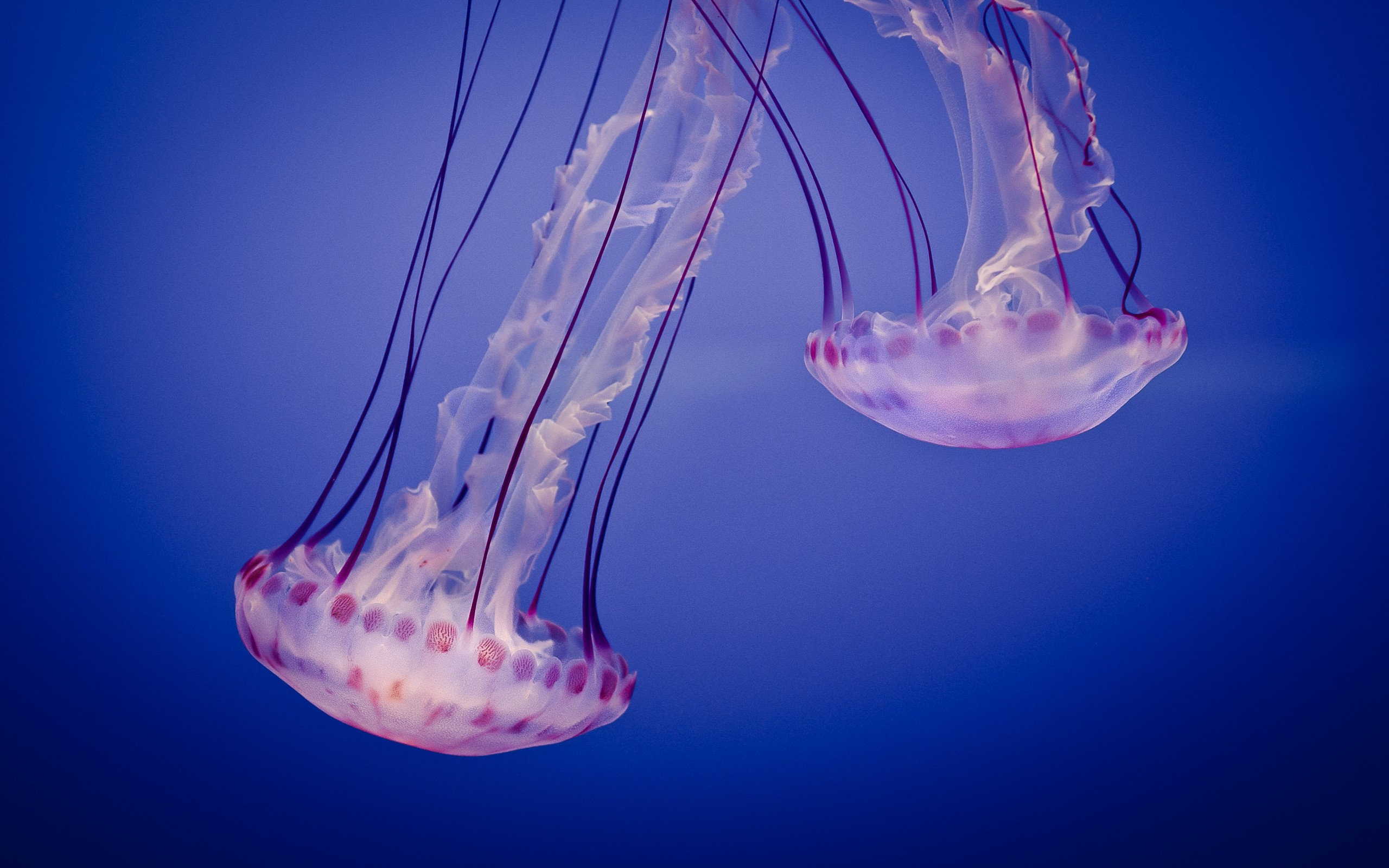 Two Jellyfish HD Wallpaper