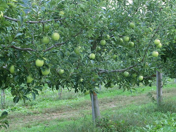 Apples Abundant Harvest Of Fruit Green On Tree Apple