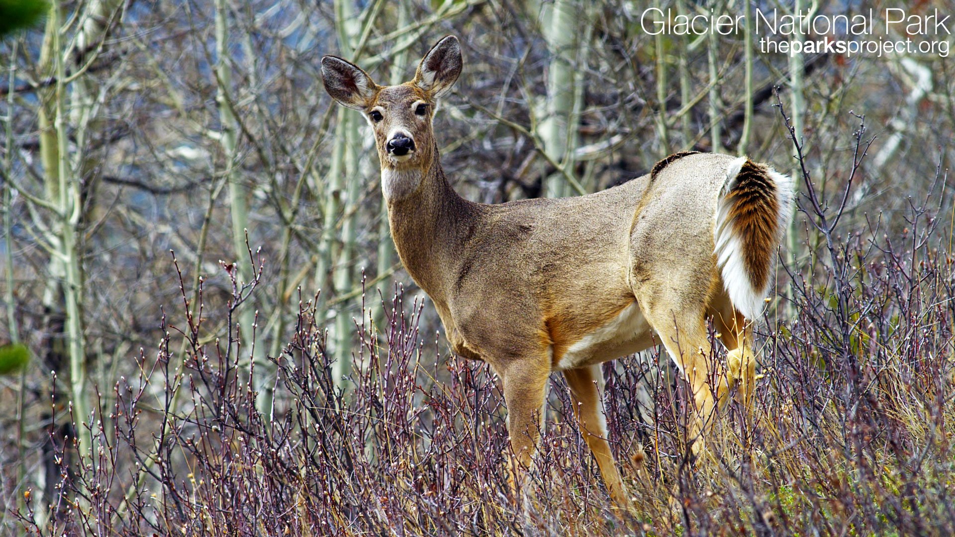 Whitetail Deer Wallpaper