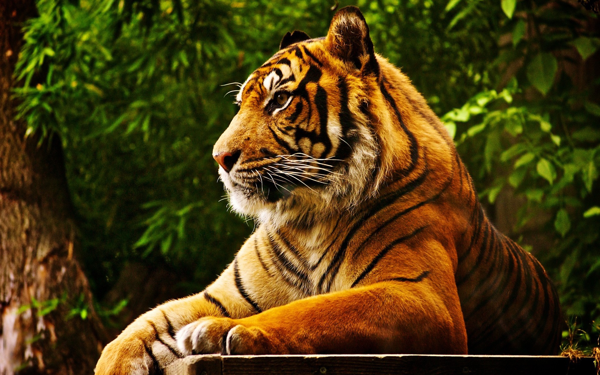 Forest Animals Tigers Feline Wallpaper