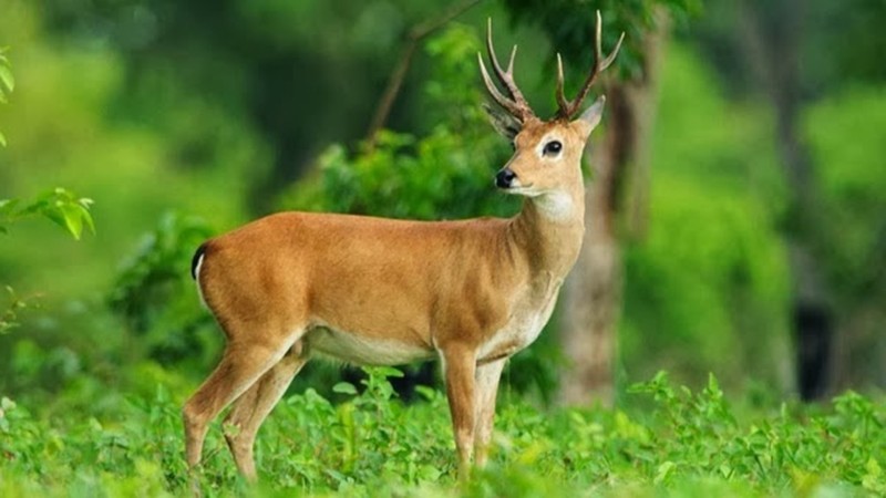 Full HD 1080p Deer Wallpaper One Pictures Background