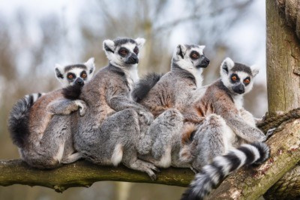 Madagascan Lemurs High Resolution Image