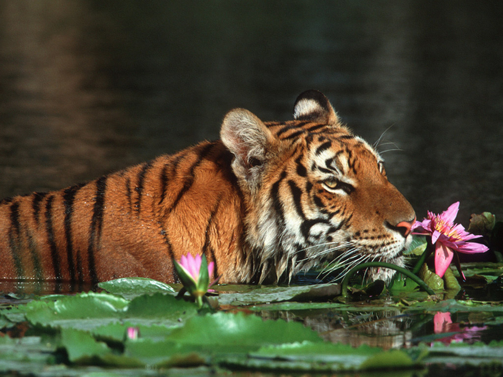 Animals Zoo Park Tigers Wallpaper Tiger For Desktop