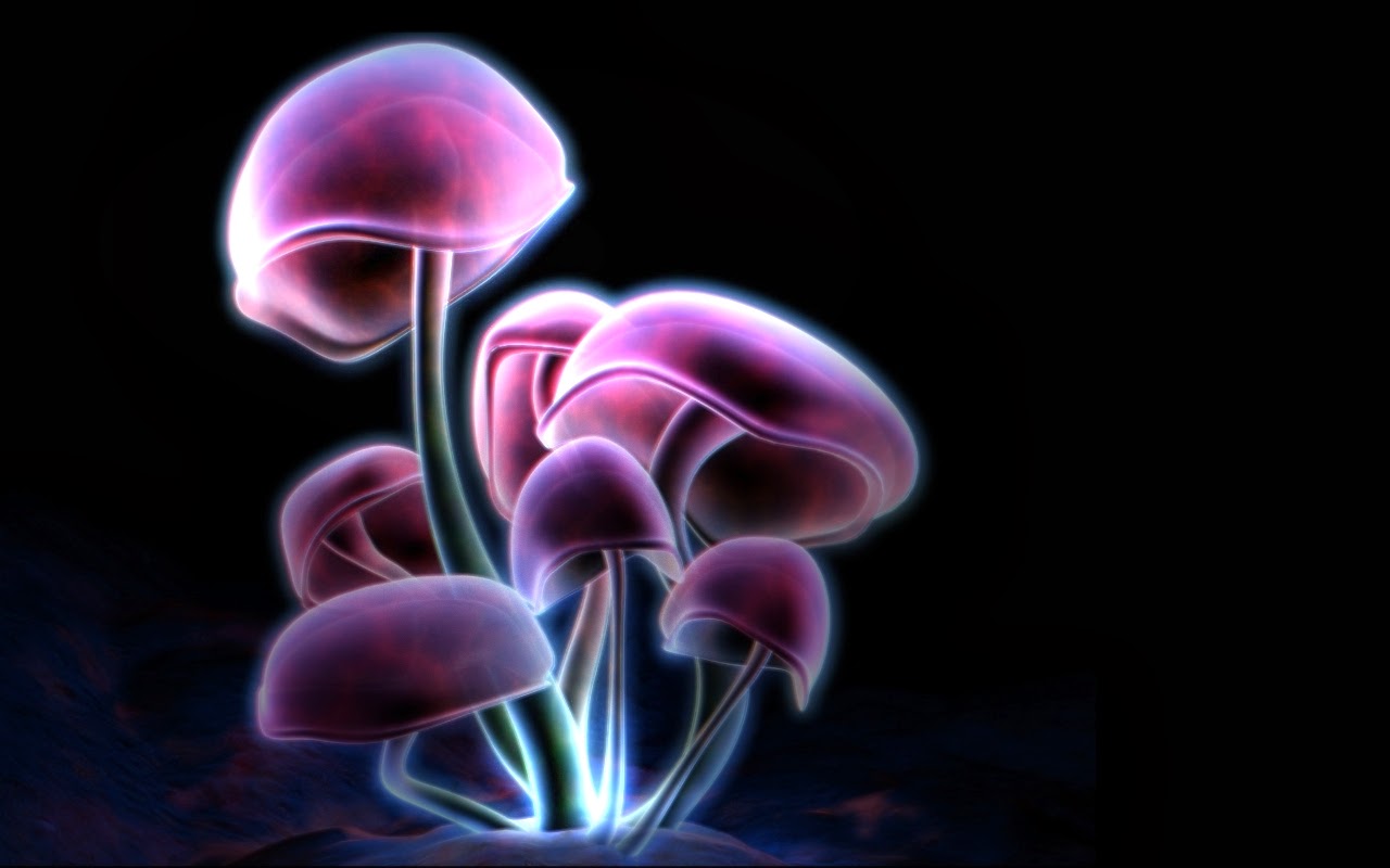 Mushroom Wallpaper High Definition Desktop Background