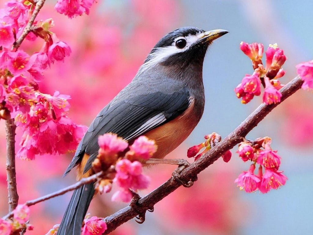 Beautiful Birds Wallpaper Desktop Zone