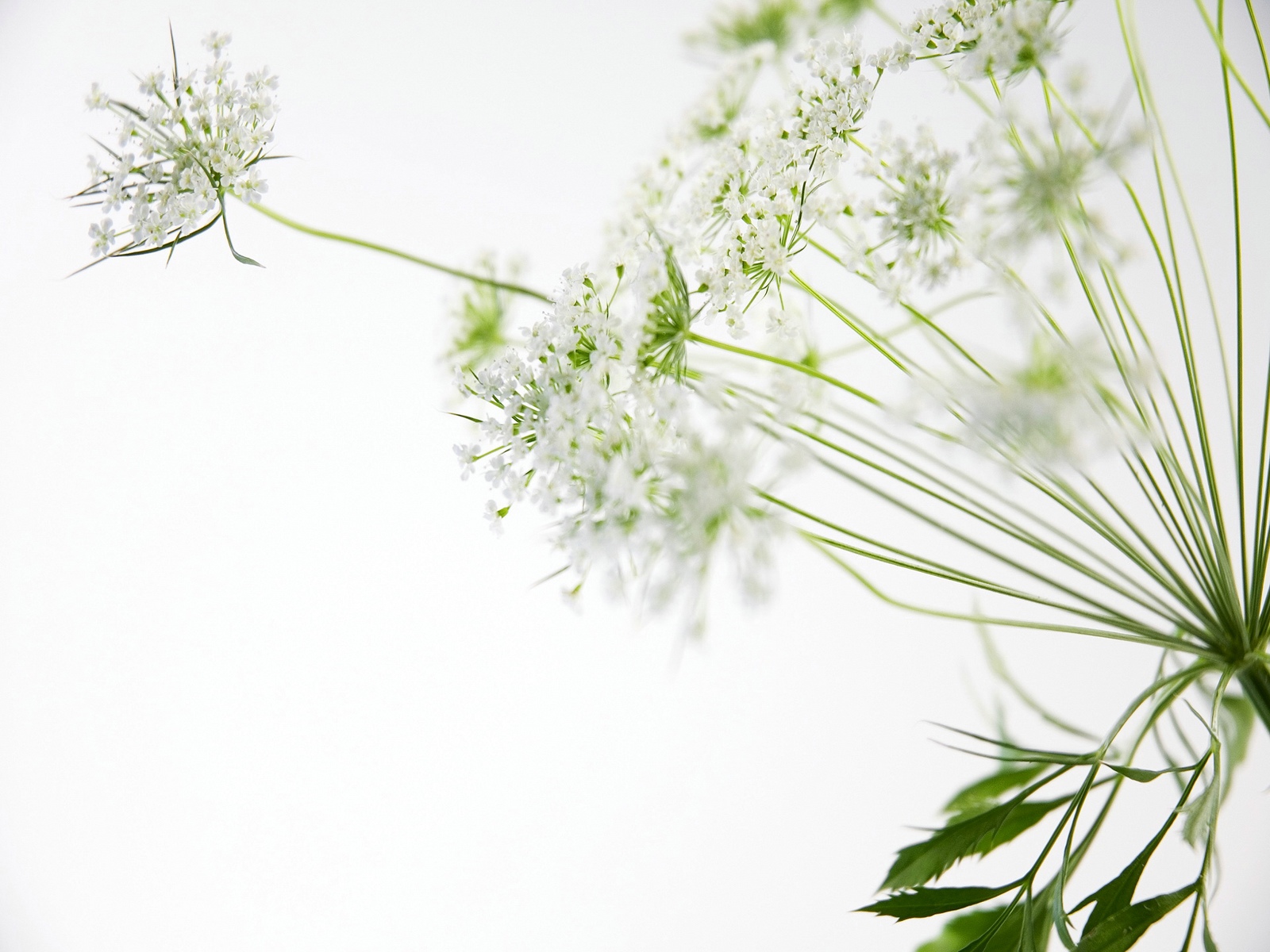 White Flowers Wallpaper