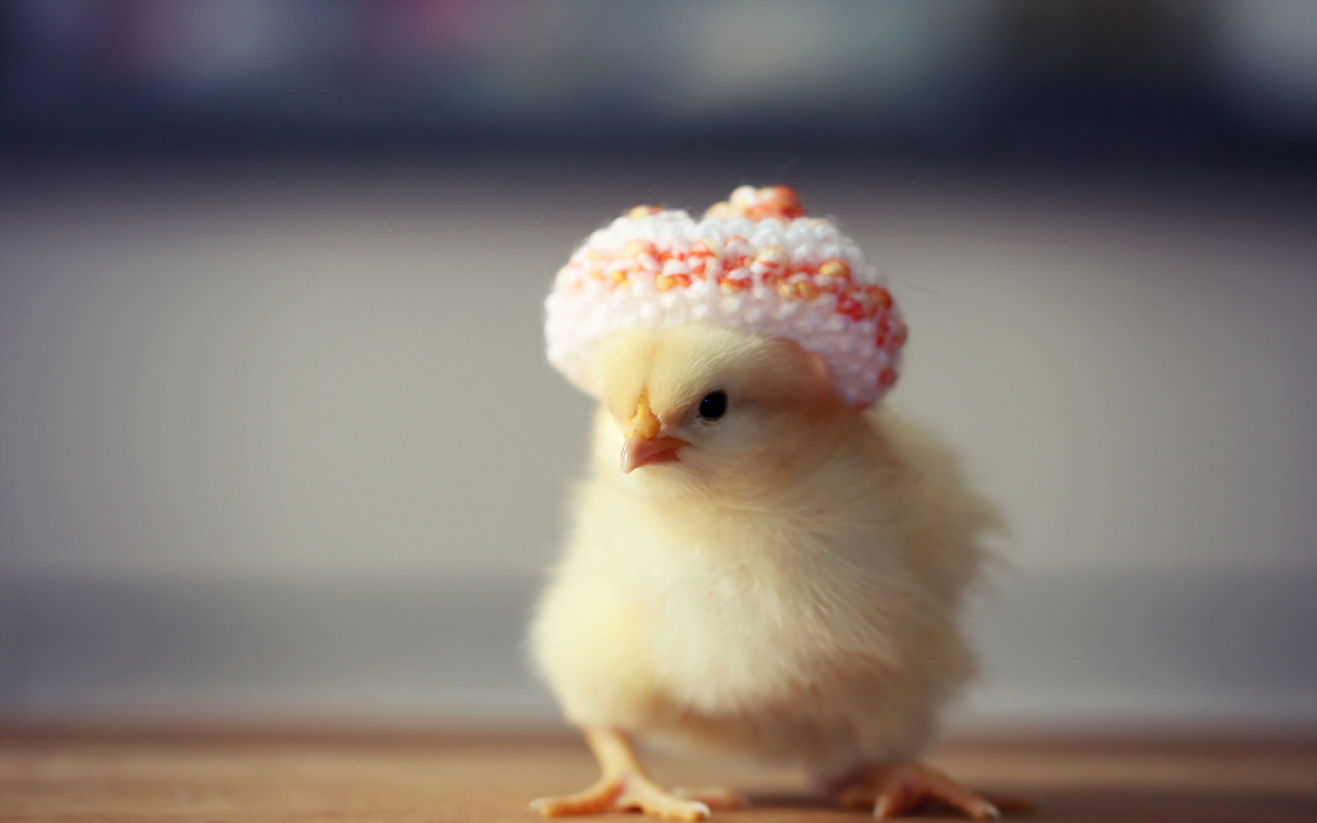 Chicken Full Hd Wallpaper And Image
