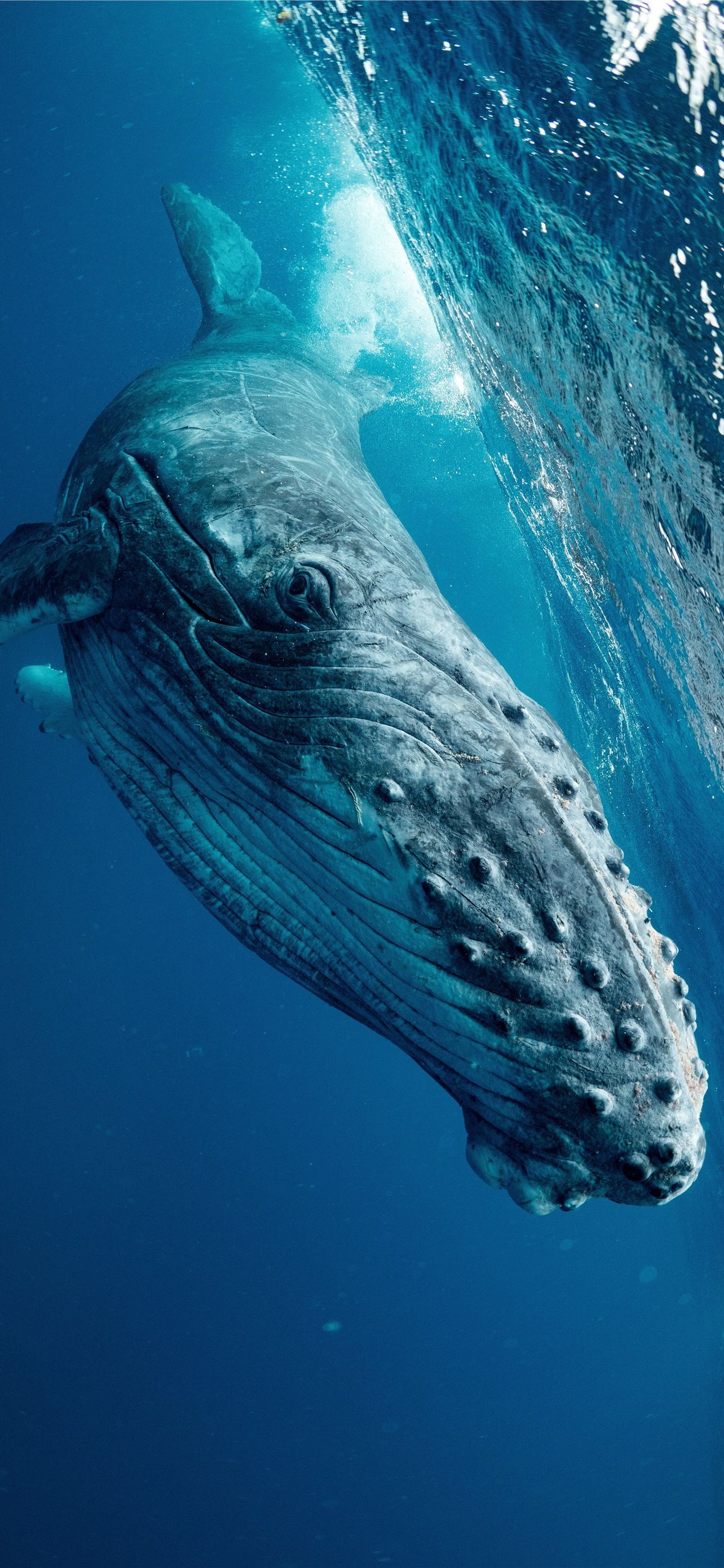 HD Whale Wallpaper