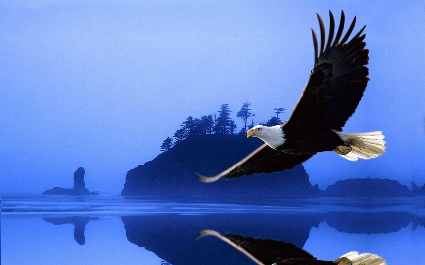 Wallpaper Eagle Pictures