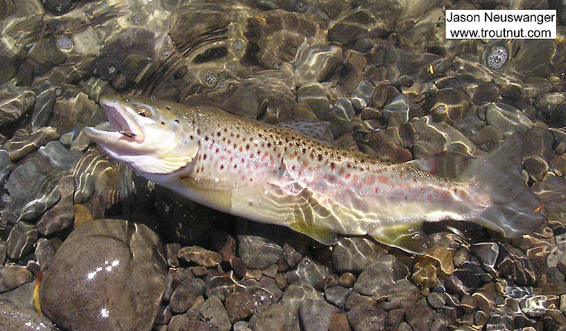 Brown Trout Wallpaper This Took A