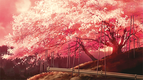 Anime Scenery Cherry Blossom Sakura All Navigation Re