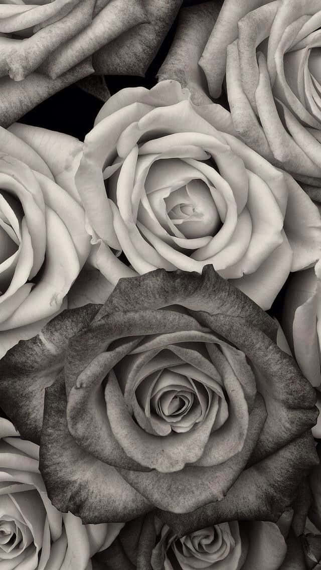Black And White Flower iPhone Wallpaper