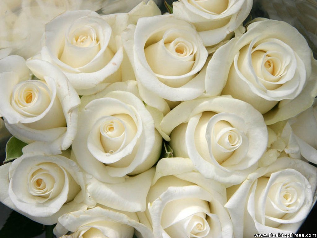  desktop wallpapers flowers gardens backgrounds white roses white roses 1024x768